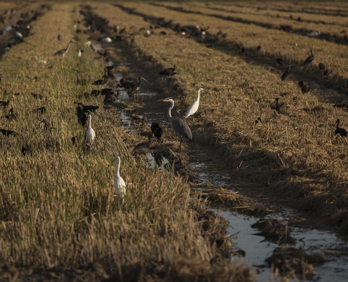 Mas Illa De Riu - Autentica Masia Del Delta Del Ebro Con Capacidad Para 20 Personas - Deltavacaciones Sant Jaume d'Enveja Eksteriør bilde